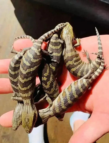 Eastern Bluetongue Lizards - Amazing Amazon